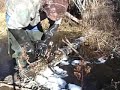 Under the log muskrat