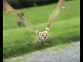 Eagles Flying Ballymote County Sligo Ireland