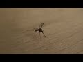 Mosquito