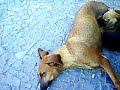 Flagra em Tinguá - Cachorrinha de rua amamentando filhotes Flagra em Tinguá - Cachorrinha de rua amamentando filhotes