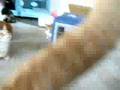 手作りネズミ玩具!いかが~★