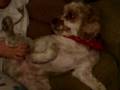 videos de Chuckie Leg