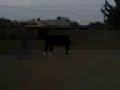 CABALLO DE TIRO, DESBRAVE CON DOMA NATURAL