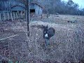 DONKEY DONKEY