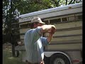 Bill - Horse Shoeing 101