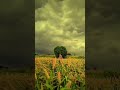 4K VIDEO || 4K VIDEO ULTRA HD || NATURE #8K # ..