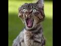 funny cats