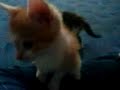 Yu, Kiro und Strifchen ^-^