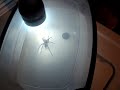 Giant wolf spider!