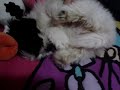 Meg  LHASA   APSO  PUPPY