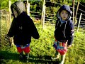 Trapping Wild Pigs - Hogs in New Zealand