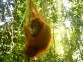 videos de Feeding Wild Orangutans in Sumatran Jungle