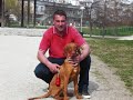 Magyar Viszla 