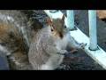 videos de 