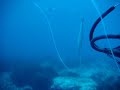 un barracuda séché un barracuda séché