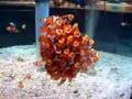 School of Clownfish (Fish: False Percula)