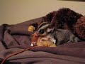 Sugar glider playin around