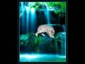 videos de NorthfurXFlickerfoot-Figure