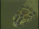 a former vw mechanic thought he was retiring when he moved to the florida keys, but ended up back in the repair business. only now, he's in the business of repairing injured sea turtles. ted brown of wjxt-tv did the story back in the early 1990's.