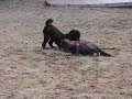 Cat swims in Ashland Reservoir