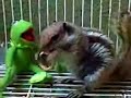 ecureil ecureil