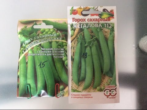 Как сделать из гороха семенами Как сделать из гороха семенами