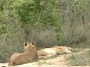 Tsalala Lionesses Tsalala Lionesses