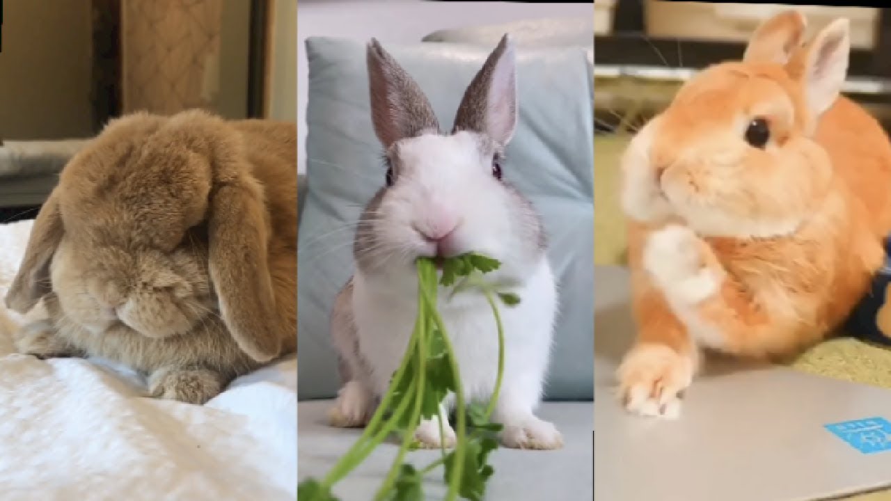 Cute and Funny Rabbit Compilation Video #3