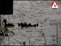 The Hooded Merganser Family's First Day Out