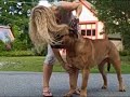 DEXT-ORR BULLMASTIFFS WORKING W/ LUCA