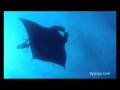 videos de Moçambique Ponta do Ouro 08