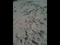 Gulf shores adventure