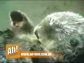 www.ahtrine.com.br Amor Animal www.ahtrine.com.br Amor Animal
