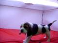 videos de Beagle Macho COV REF:105