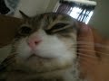 My funny cat Julian My funny cat Julian