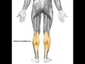 Gastrocnemius Muscle