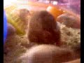 11 hamster babies 11 hamster babies