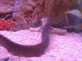 Eel eating a shark Eel eating a shark