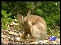 Nature: Cope with Stress