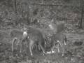 January Deer Herd