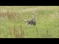 broken goose broken goose