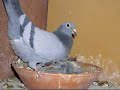 Shari Caudron Presents....Pigeon Racing