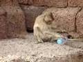 monkeys-s-lopburi-th