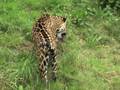 videos de Jaguar