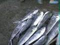 yellow fin tuna
