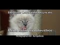 Britisch-Kurzhaar Kater Quirin