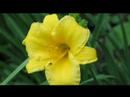 woodmont's music on june 10, 2007, played by our five-member string and woodwind group. first an original arrangement of 