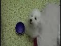 Bichon Bowl Battle