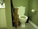 Gatos en el baño
