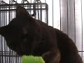 Click here to watch this video 〔ねこ里親募集〕多頭飼育崩壊：No.56 舞花：焦げ茶♂４才〔東京105猫〕